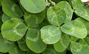 Attēlu rezultāti vaicājumam “Trifolium repens leaf”