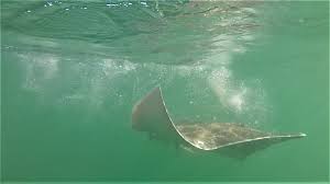 Image result for Dipturus intermedius