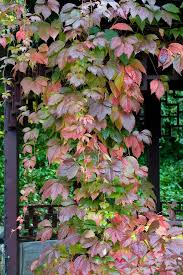Attēlu rezultāti vaicājumam “Parthenocissus quinquefolia”
