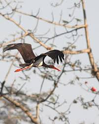 Attēlu rezultāti vaicājumam “Ciconia nigra adult”