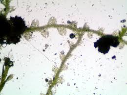 Attēlu rezultāti vaicājumam “Cephalozia lunulifolia”