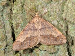 Attēlu rezultāti vaicājumam “Agriopis marginaria”