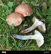 Attēlu rezultāti vaicājumam “Xerocomus chrysenteron”