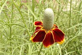 Image result for Ratibida columnifera