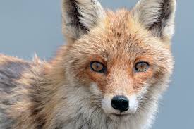 Attēlu rezultāti vaicājumam “Vulpes vulpes  adult”