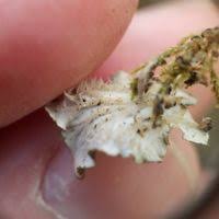 Attēlu rezultāti vaicājumam “Peltigera polydactylon”