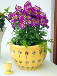 Image result for Schizanthus