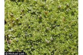 Attēlu rezultāti vaicājumam “Cephalozia lunulifolia”