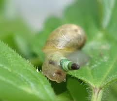 Attēlu rezultāti vaicājumam “Leucochloridium paradoxum”