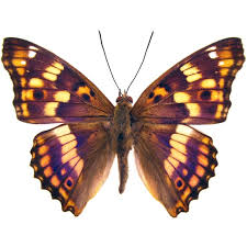 Attēlu rezultāti vaicājumam “Apatura ilia male”