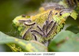 Attēlu rezultāti vaicājumam “Aporia crataegi larva”