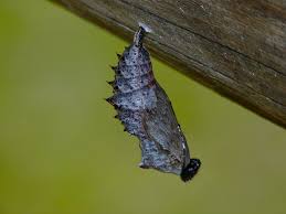 Attēlu rezultāti vaicājumam “Nymphalis pupa”