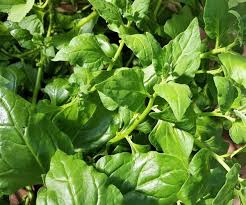 Image result for Neuseeländer Salat