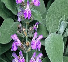 Image result for Salvie