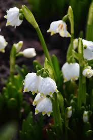 Attēlu rezultāti vaicājumam “Leucojum vernum var. vernum flower”