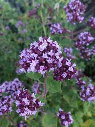 Attēlu rezultāti vaicājumam “Origanum vulgare leaf”