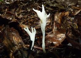 Attēlu rezultāti vaicājumam “Mucronella subtilis”