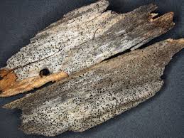 Attēlu rezultāti vaicājumam “Arthonia leucopellaea”