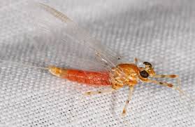 Attēlu rezultāti vaicājumam “Physisporinus vitreus”