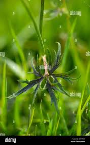 Attēlu rezultāti vaicājumam “Ranunculus acris leaf”