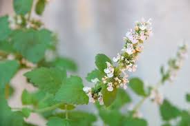 Image result for Nepeta cataria