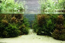 Znalezione obrazy dla zapytania takashi amano%