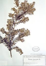 Attēlu rezultāti vaicājumam “Taxus baccata leaf”