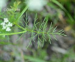 Attēlu rezultāti vaicājumam “Carum carvi leaf”