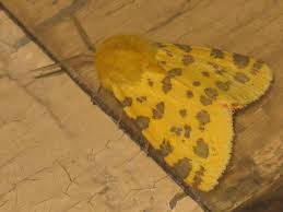 Attēlu rezultāti vaicājumam “Rhyparia purpurata”