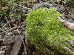 Attēlu rezultāti vaicājumam “Rhynchostegiella tenella macro”