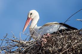 Attēlu rezultāti vaicājumam “Ciconia ciconia nest”