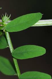 Attēlu rezultāti vaicājumam “Vicia sylvatica”