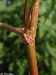 Attēlu rezultāti vaicājumam “Rumex aquaticus bud”