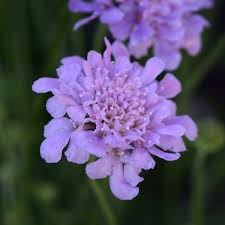 Image result for Scabiosa col.`Butterfly Blue`