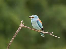 Attēlu rezultāti vaicājumam “Coracias garrulus”