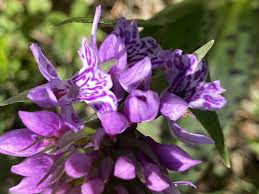 Attēlu rezultāti vaicājumam “Dactylorhiza russowii flower”