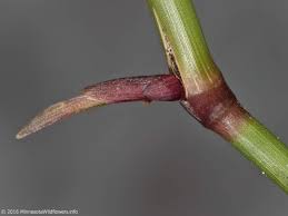 Attēlu rezultāti vaicājumam “Agrostis stolonifera subsp. straminea”