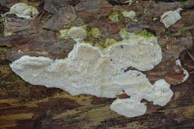 Attēlu rezultāti vaicājumam “Diplomitoporus flavescens”