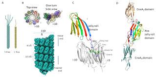 Attēlu rezultāti vaicājumam “Enteridium variabile spores”