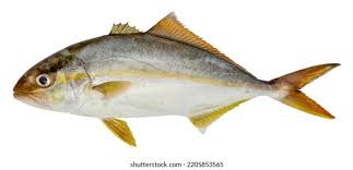 Image result for Seriola dumerili