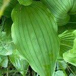 Attēlu rezultāti vaicājumam “Cypripedium calceolus leaf”
