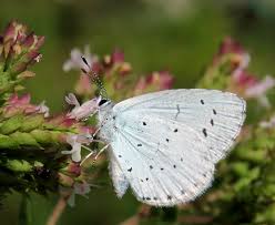 Attēlu rezultāti vaicājumam “Celastrina argiolus underside”