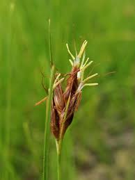 Attēlu rezultāti vaicājumam “Rhynchospora fusca”