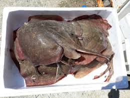 Image result for Raja radula