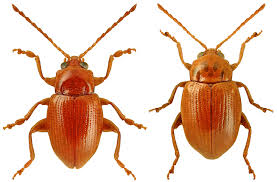 Attēlu rezultāti vaicājumam “Cribraria ferruginea”