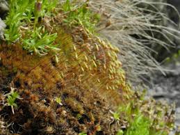 Attēlu rezultāti vaicājumam “Bryum pallens”