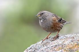 Image result for Prunella collaris