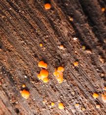 Attēlu rezultāti vaicājumam “Dacrymyces stillatus”