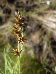 Attēlu rezultāti vaicājumam “Carex disticha”