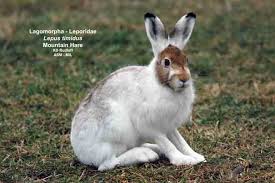 Attēlu rezultāti vaicājumam “Lepus timidus”